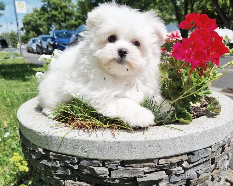 Pomeranian / Zwergspitz Welpe mit Stammbaum - Rassehunde - Bild 18