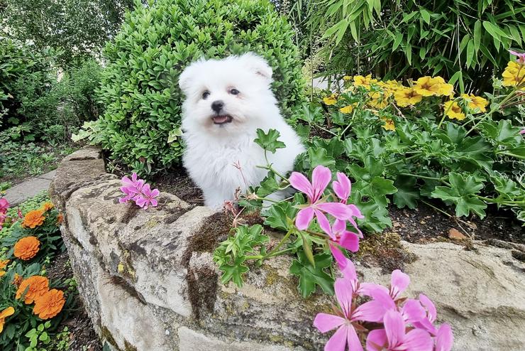 Pomeranian / Zwergspitz Welpe mit Stammbaum - Rassehunde - Bild 11