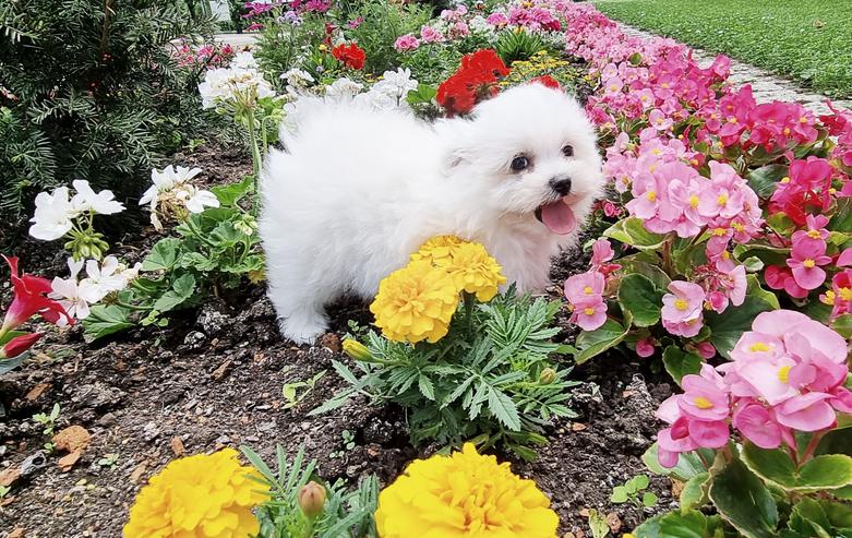 Pomeranian / Zwergspitz Welpe mit Stammbaum - Rassehunde - Bild 10