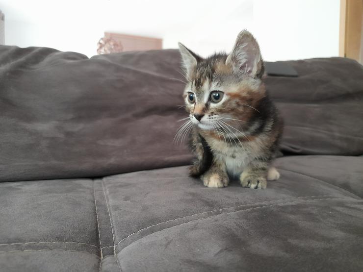 Kitte Babykatze getigert - Mischlingskatzen - Bild 4