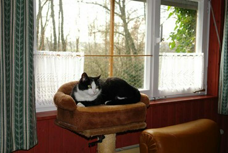 Bild 16: Ansbacher Katzenpension, Katzenpension, catsitting, Hausbetreuung, Tierbetreuung