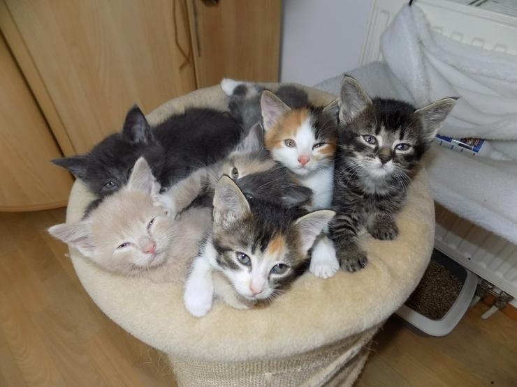 Siam - Mix Kätzchen (Kitten) - Mischlingskatzen - Bild 2