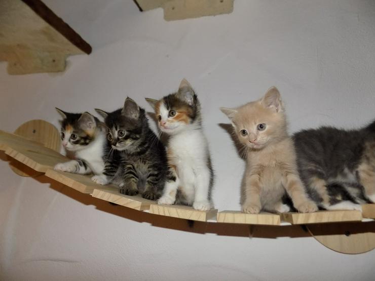 Siam - Mix Kätzchen (Kitten) - Mischlingskatzen - Bild 1