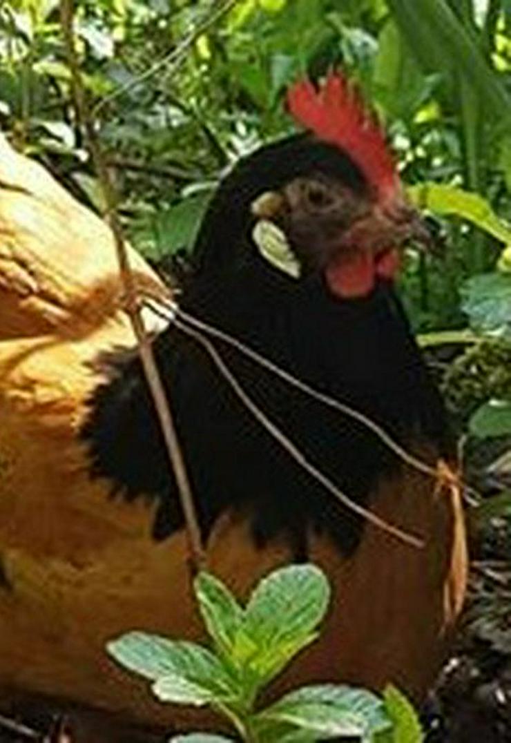 Rasse Vorwerk Originale keine Hybriden, Hähne & Hühner, Newcastle geimpft entwurmt  - Sonstige Nutztiere - Bild 3