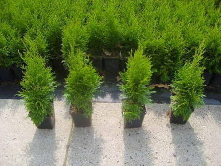 50 Stück Thuja Smaragd Lebensbaum 15-35 cm - Pflanzen - Bild 1
