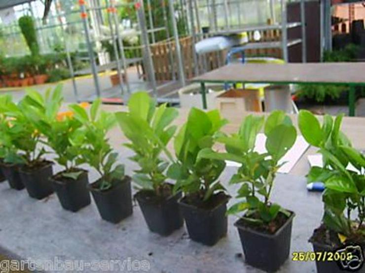 50 Stück Kirschlorbeer 15-35 cm Baumschulware - Pflanzen - Bild 2