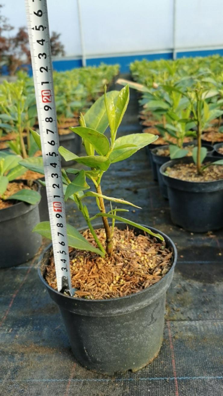 Lorbeerkirsche "Rotundifolia'' 10-25cm Topf 2L