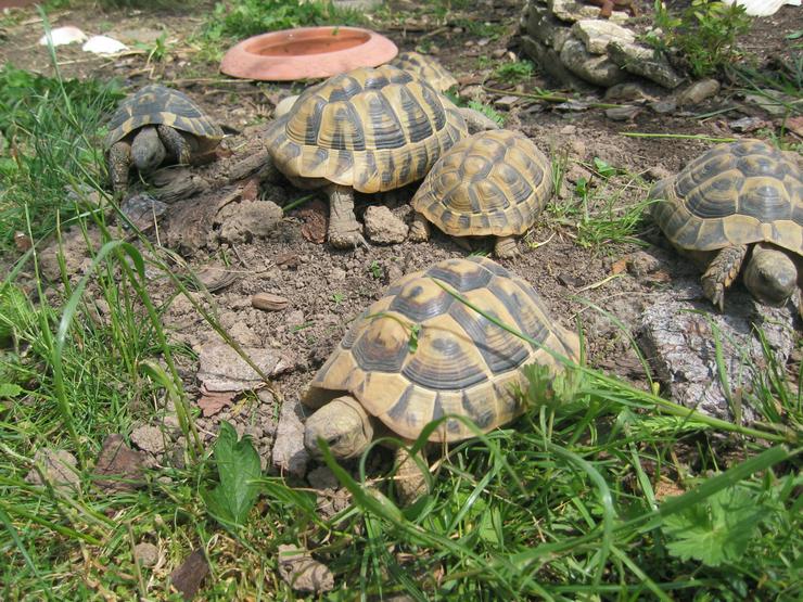 Griechische Landschildkröten - Schildkröten - Bild 5