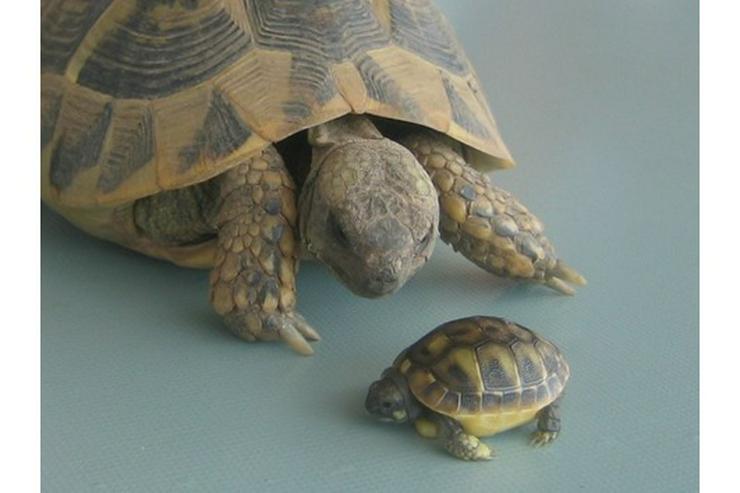 Bild 2: Griechische Landschildkröten
