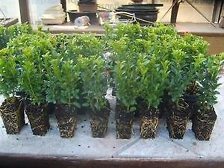 Bild 2: Buchsbaum 100 Stück Hecken Buxus  08-15 cm