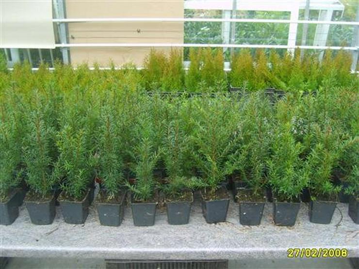 25 Stück Taxus baccata Heimische-Eibe 15-20 cm Topfgröße - Pflanzen - Bild 2