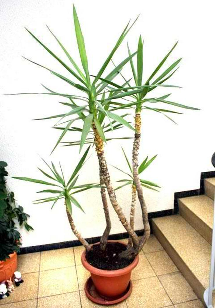 große Yukka Palme 1,8m hoch m. 5 Stämmen +Topf und Untersetzer - Pflanzen - Bild 2