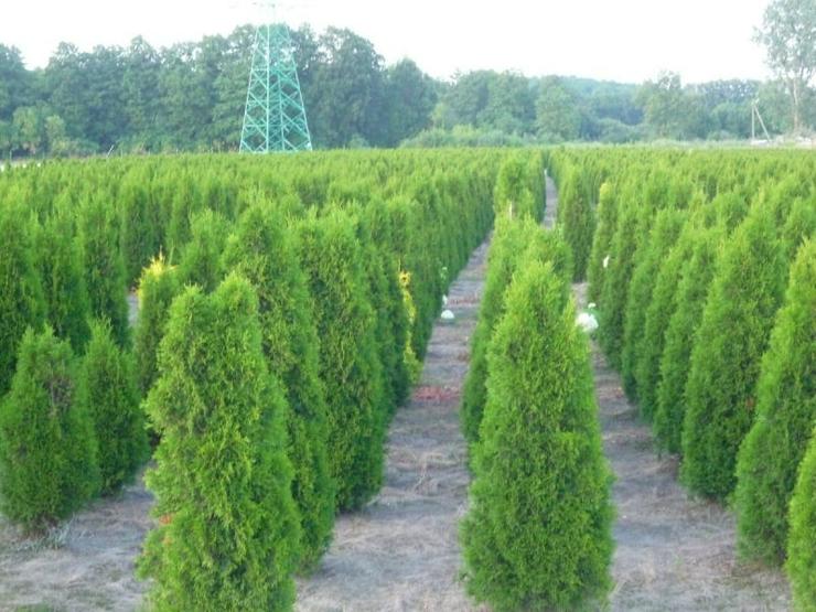 Thuja Smaragd 220-250 cm Thuja Lebensbaum Smaragd - Heckenpflanzen Wurzelballen Unsere Transport