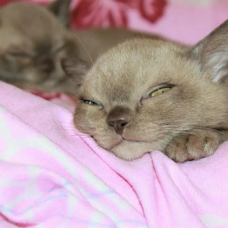 Bild 4: American Burma Kitten  Stammbaum CFA