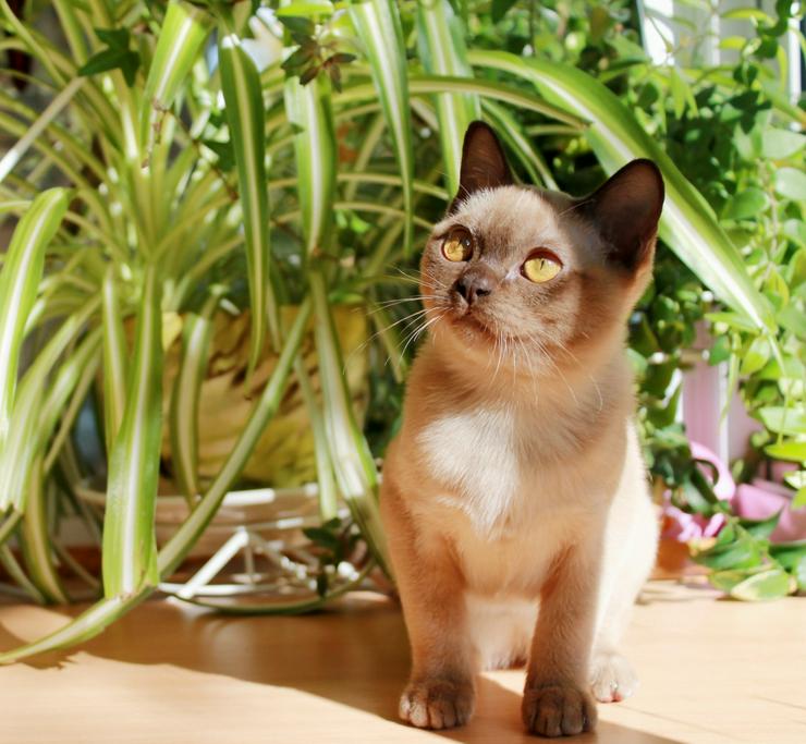 American Burma Kitten  Stammbaum CFA