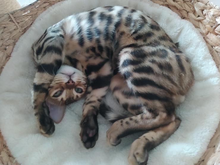 Reinrassige Bengal Kitten mit Super Champion Abstammung Stammbaum Zuchtfrei EU-Pass - Rassekatzen - Bild 7