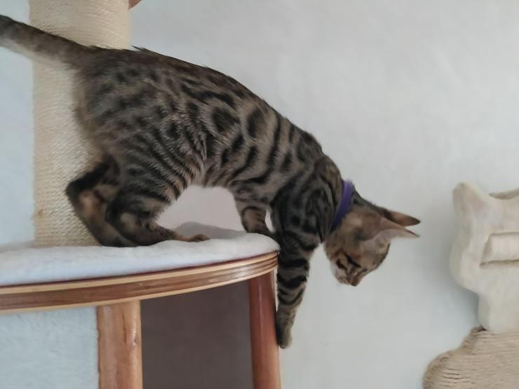 Reinrassige Bengal Kitten mit Super Champion Abstammung Stammbaum Zuchtfrei EU-Pass - Rassekatzen - Bild 3