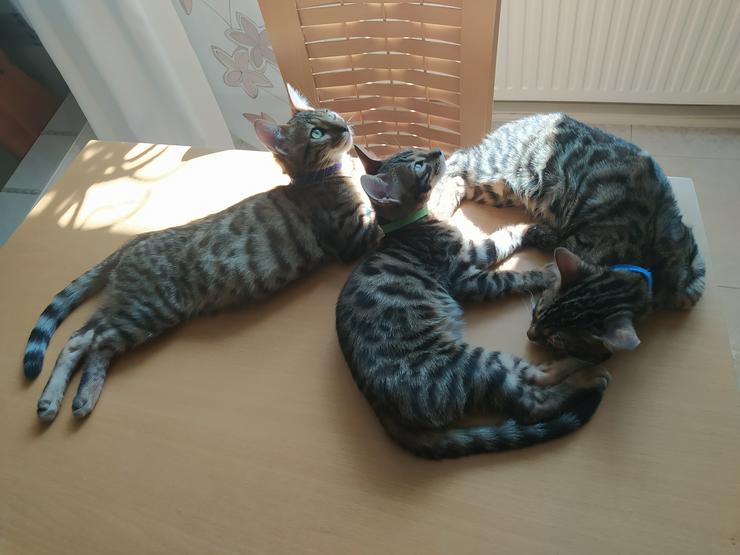 Reinrassige Bengal Kitten mit Super Champion Abstammung Stammbaum Zuchtfrei EU-Pass - Rassekatzen - Bild 5