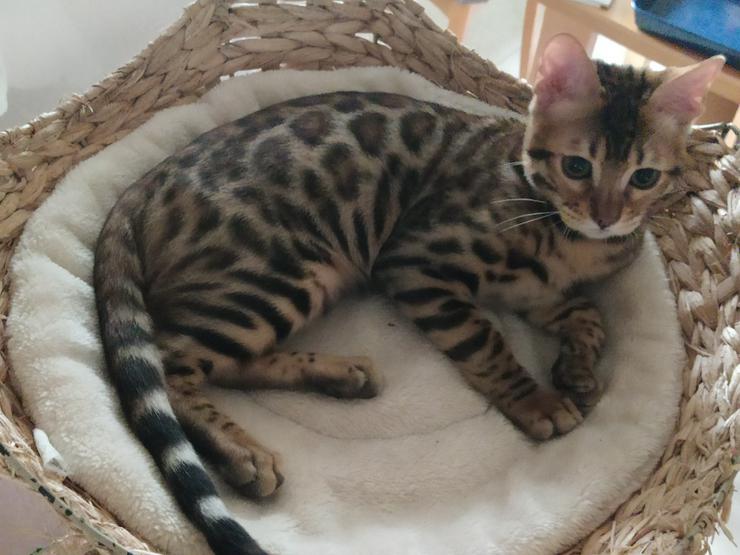 Reinrassige Bengal Kitten mit Super Champion Abstammung Stammbaum Zuchtfrei EU-Pass - Rassekatzen - Bild 8