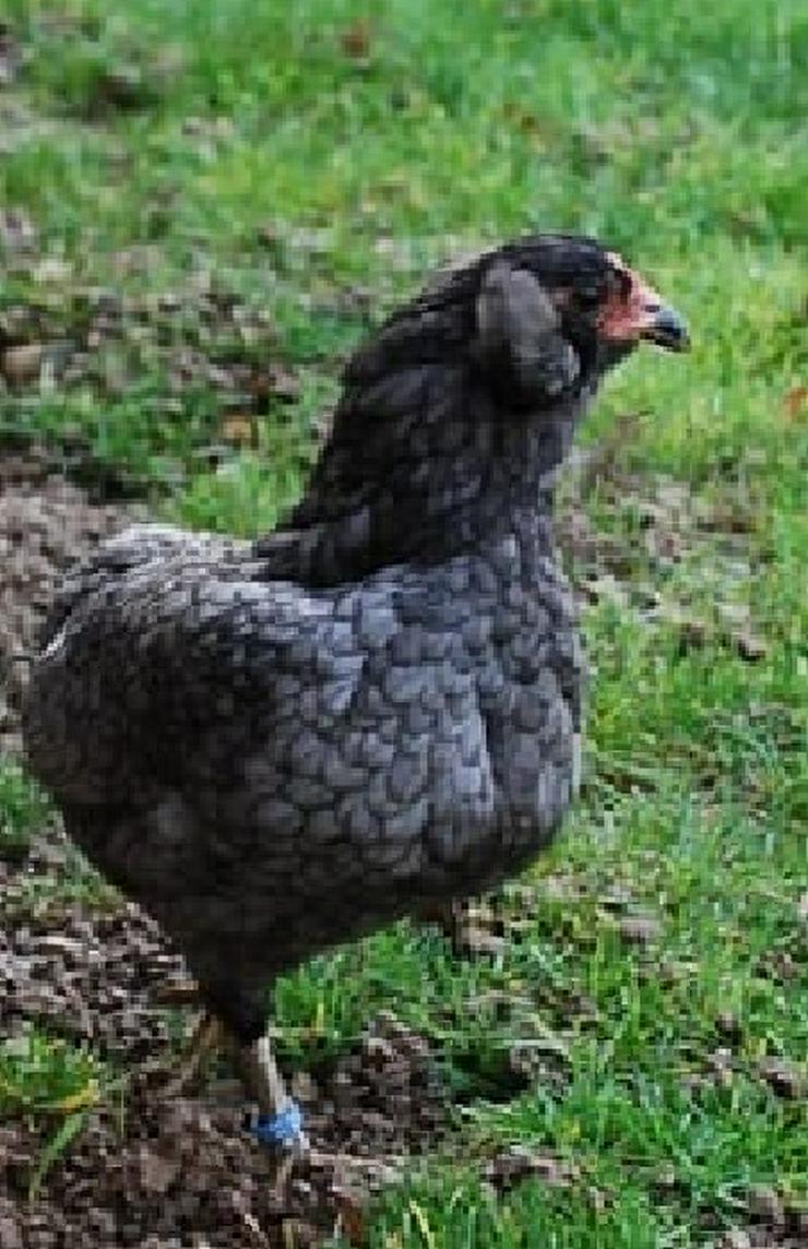 Bild 1: Araucana Hühner Originale Nach Züchtung aus Hobby Zucht Natur Brut zu verkaufen, geimpft und entwurmt