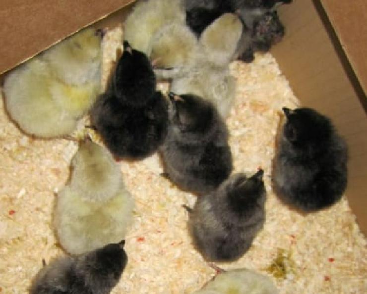 Bild 3: Araucana Hühner Originale Nach Züchtung aus Hobby Zucht Natur Brut zu verkaufen, geimpft und entwurmt