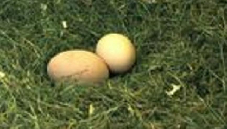 Bild 2: Plymouth Rocks Hühner aus Nach Züchtung handzahm anzugeben, Schutz geimpft