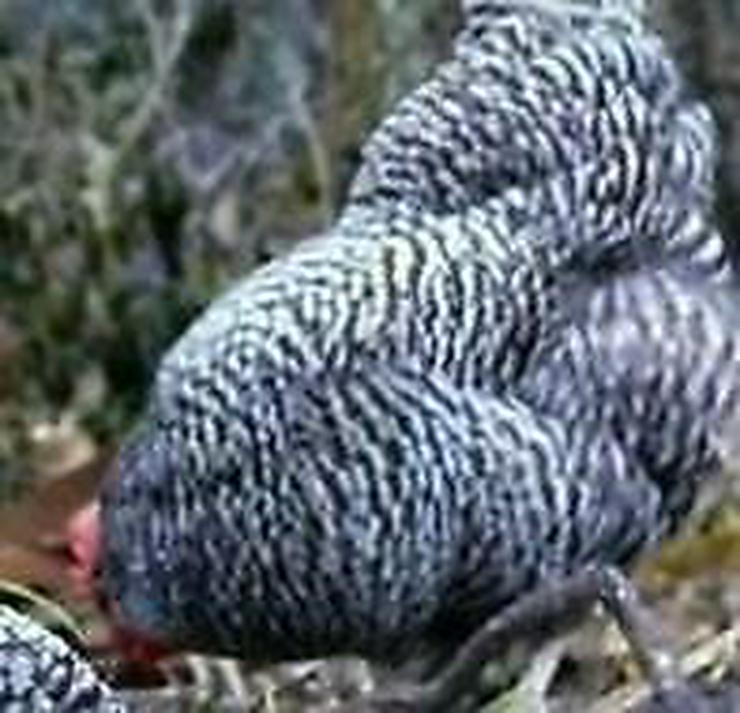 Bild 1: Plymouth Rocks Hühner aus Nach Züchtung handzahm anzugeben, Schutz geimpft