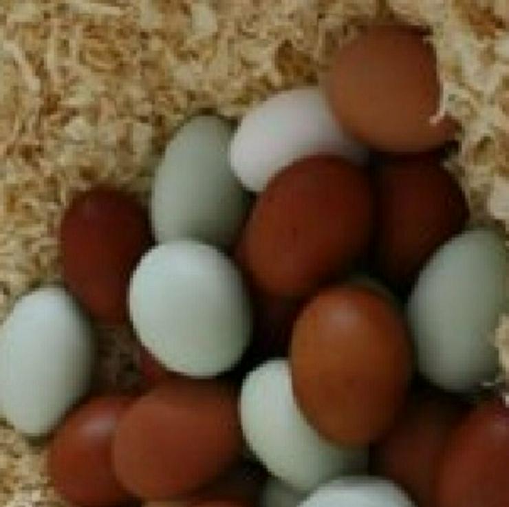 Marans Hühner aus Nach Züchtung zu verkaufen - Hühner & Puten - Bild 1