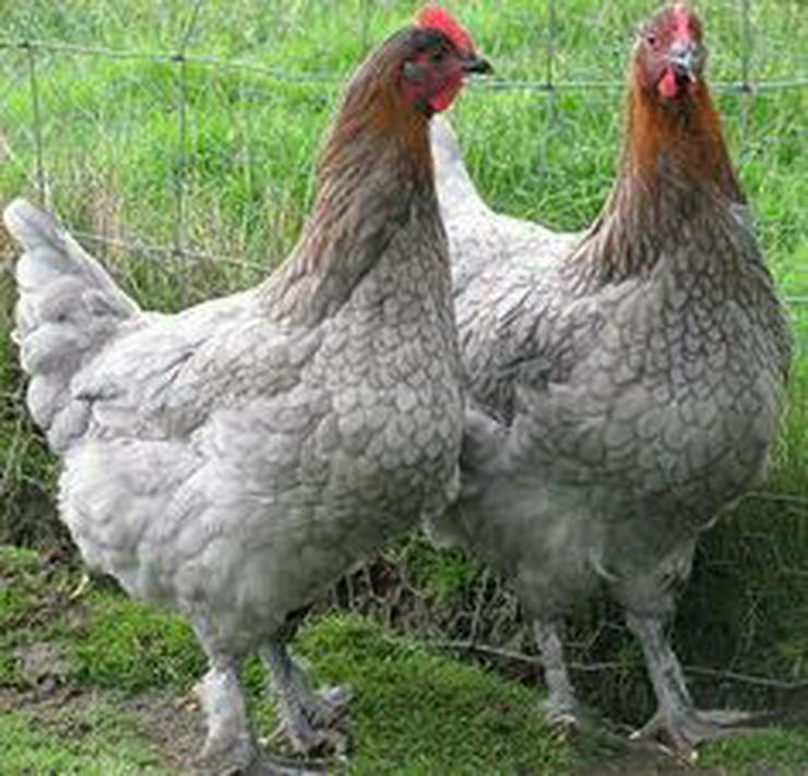 Bild 12: Marans Hühner aus Nach Züchtung zu verkaufen