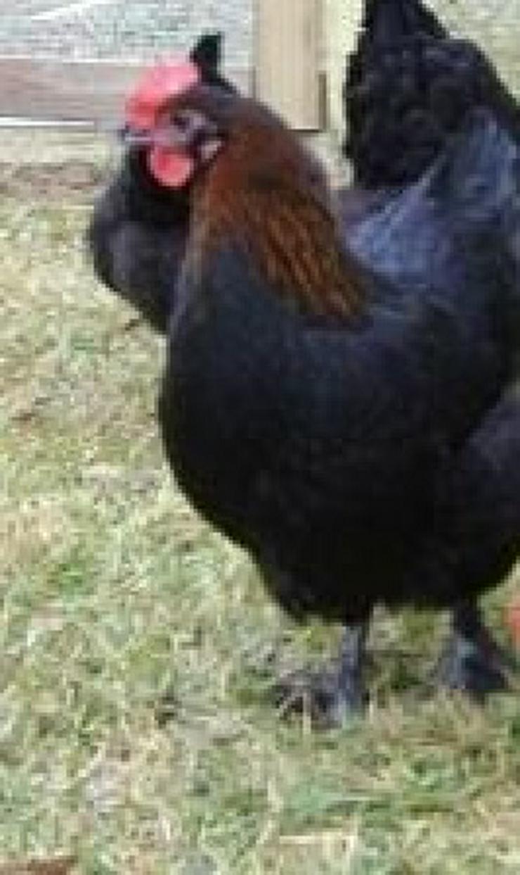 Bild 6: Marans Hühner aus Nach Züchtung zu verkaufen