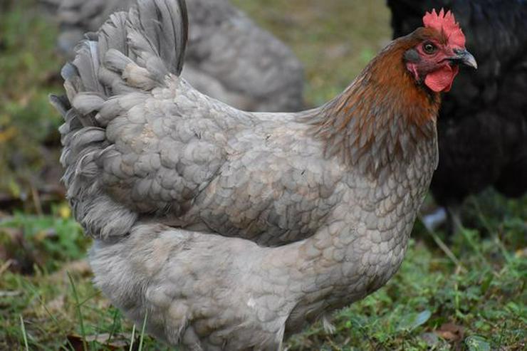 Bild 2: Marans Hühner aus Nach Züchtung zu verkaufen