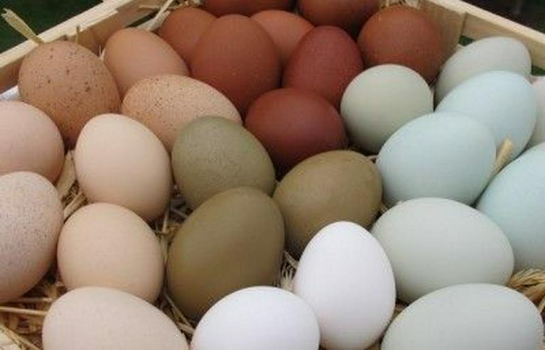 Bild 7: Marans Hühner aus Nach Züchtung zu verkaufen