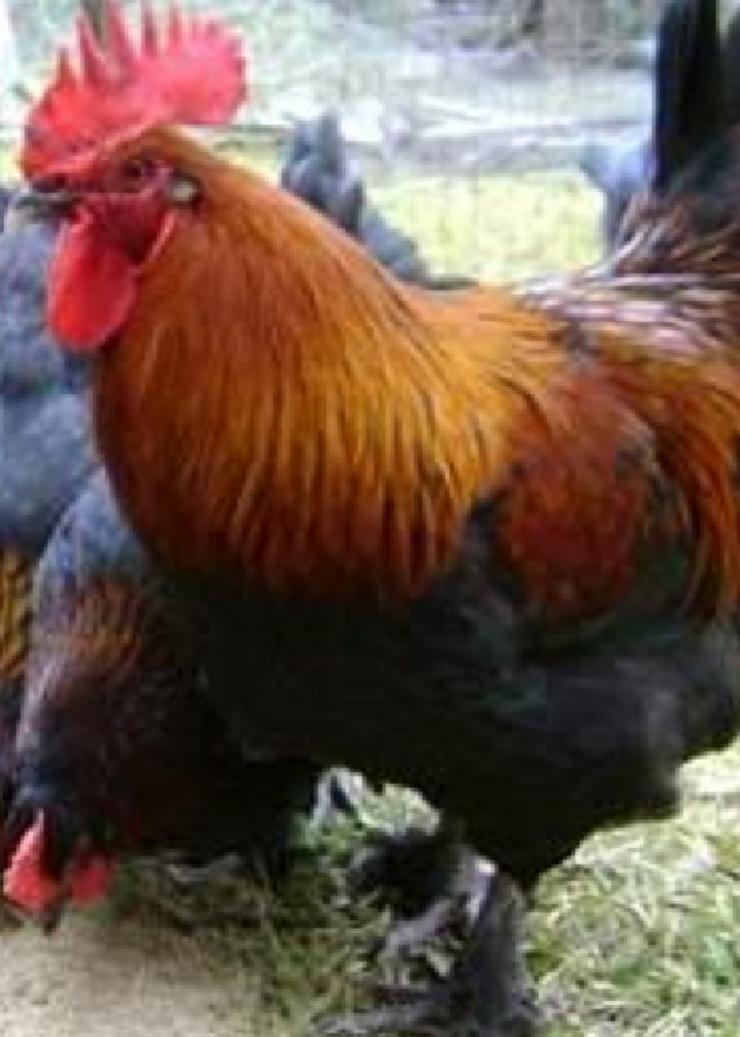 Bild 5: Marans Hühner aus Nach Züchtung zu verkaufen
