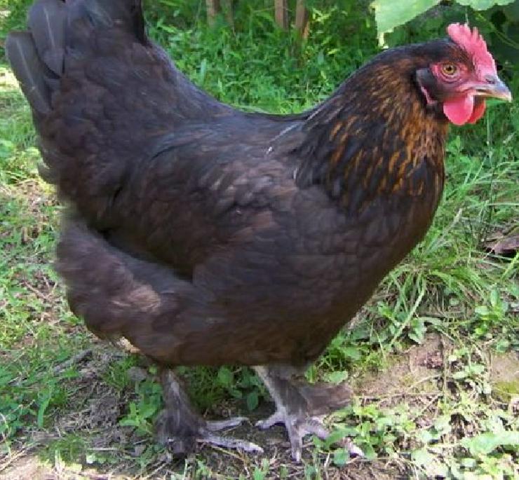 Bild 4: Marans Hühner aus Nach Züchtung zu verkaufen