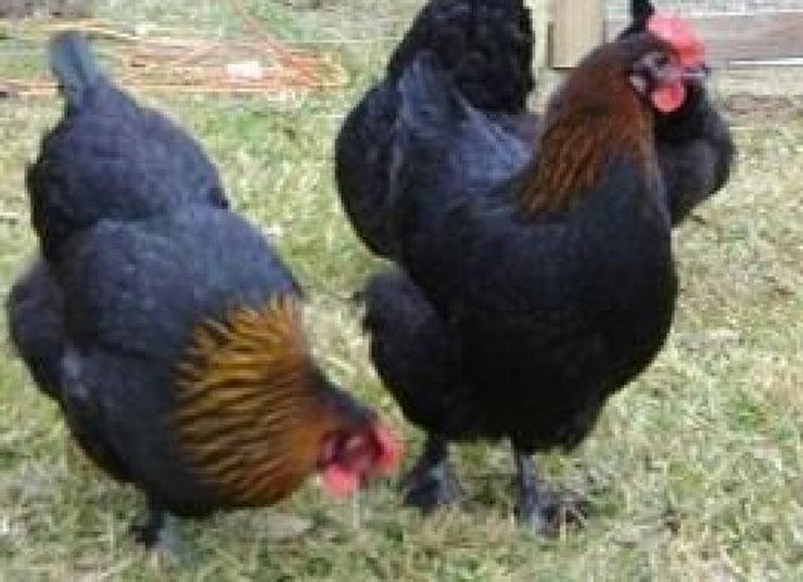 Bild 11: Marans Hühner aus Nach Züchtung zu verkaufen