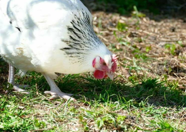 Bild 6: Sussex Hühner aus Hobbynachzucht abzugeben, geimpft entwurmt sehr Anfänger beliebt und handzahm jetzt zu verkaufen