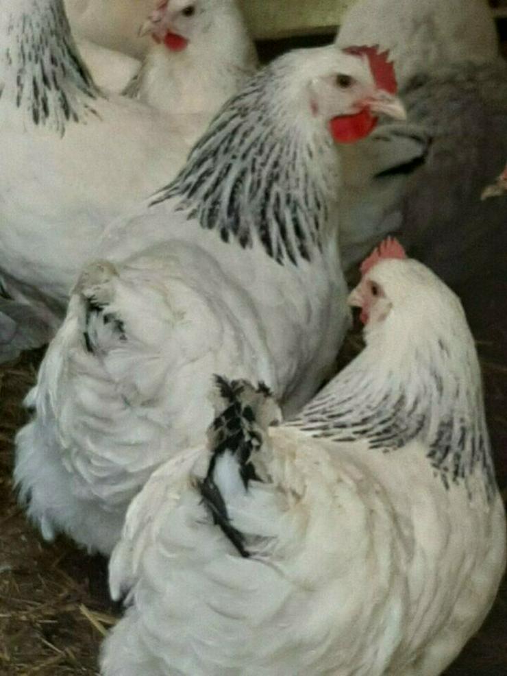 Bild 2: Sussex Hühner aus Hobbynachzucht abzugeben, geimpft entwurmt sehr Anfänger beliebt und handzahm jetzt zu verkaufen
