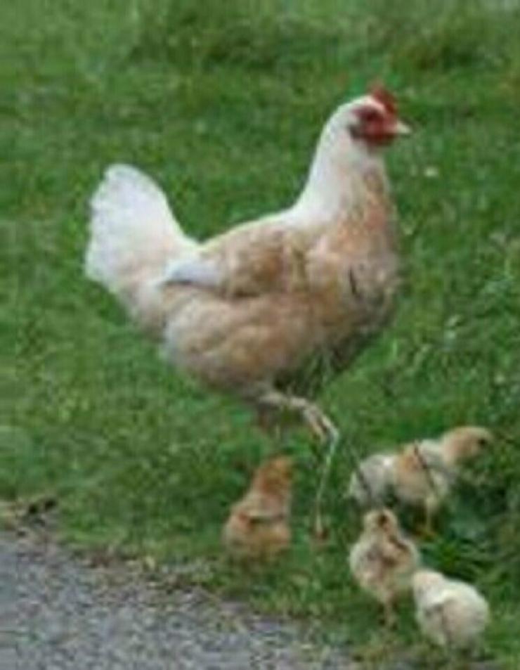 Bild 3: Sussex Hühner aus Hobbynachzucht abzugeben, geimpft entwurmt sehr Anfänger beliebt und handzahm jetzt zu verkaufen