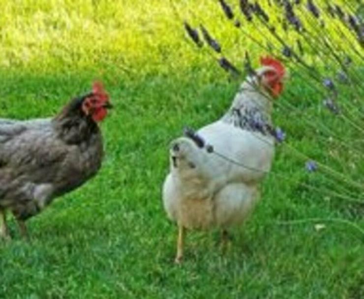 Bild 4: Sussex Hühner aus Hobbynachzucht abzugeben, geimpft entwurmt sehr Anfänger beliebt und handzahm jetzt zu verkaufen