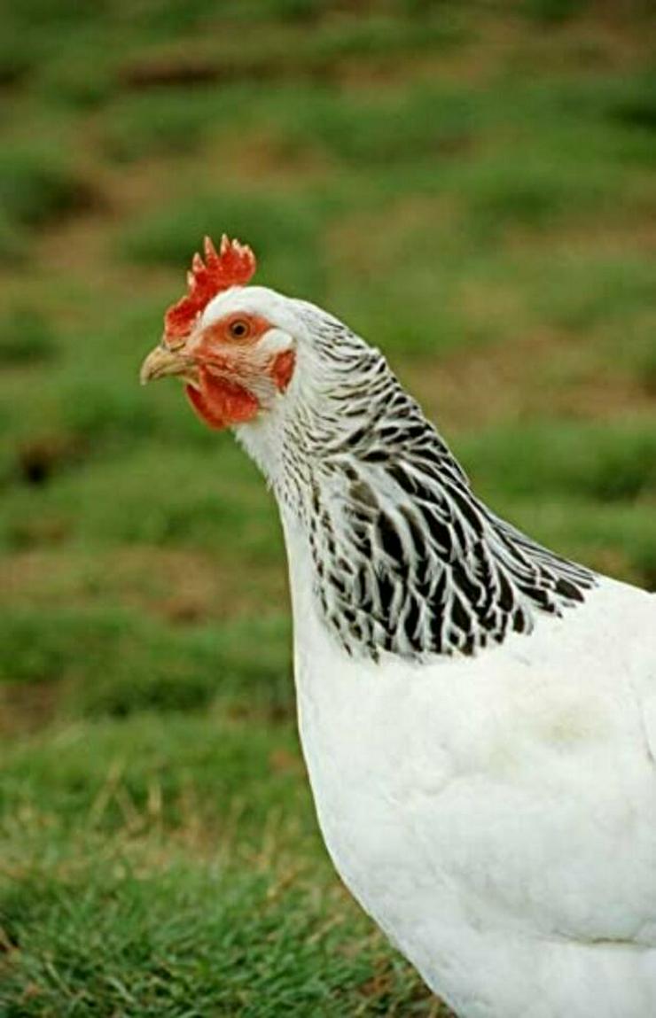 Bild 7: Sussex Hühner aus Hobbynachzucht abzugeben, geimpft entwurmt sehr Anfänger beliebt und handzahm jetzt zu verkaufen