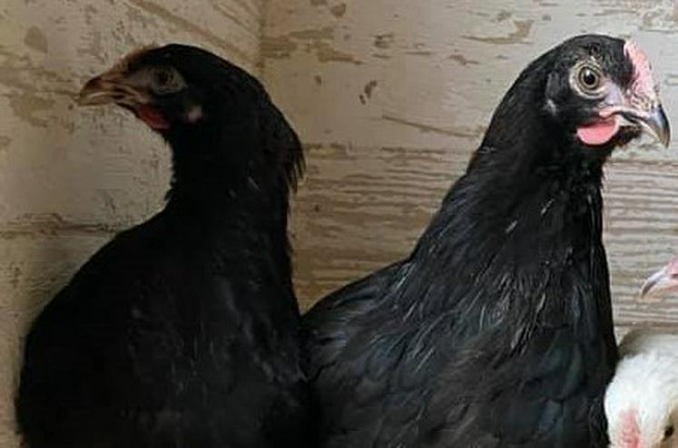 grünleger Hühner mintgrün legend jetzt zu verkaufen geimpft entwurmt 20 Wochen jung - Sonstige Nutztiere - Bild 4