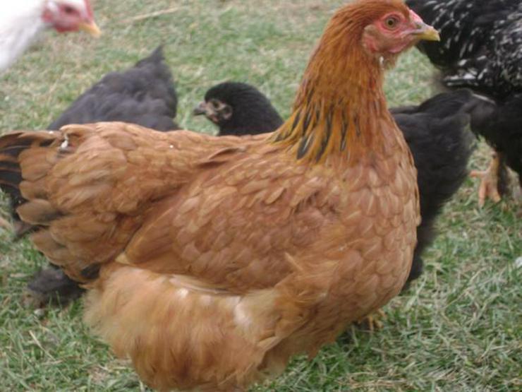Bild 17: grünleger Hühner mintgrün legend jetzt zu verkaufen geimpft entwurmt 20 Wochen jung
