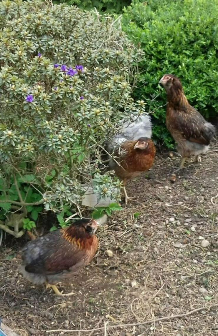 Bild 6: grünleger Hühner mintgrün legend jetzt zu verkaufen geimpft entwurmt 20 Wochen jung