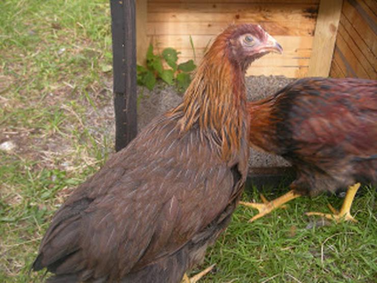 Bild 19: grünleger Hühner mintgrün legend jetzt zu verkaufen geimpft entwurmt 20 Wochen jung