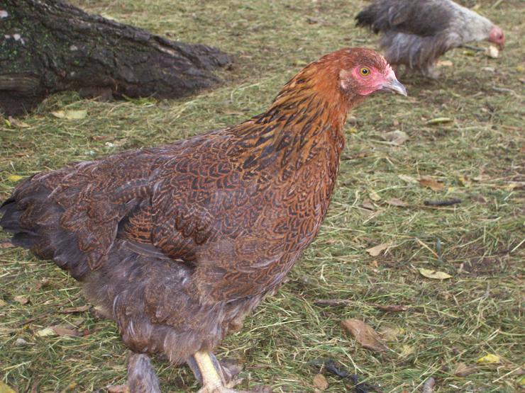 Bild 13: grünleger Hühner mintgrün legend jetzt zu verkaufen geimpft entwurmt 20 Wochen jung