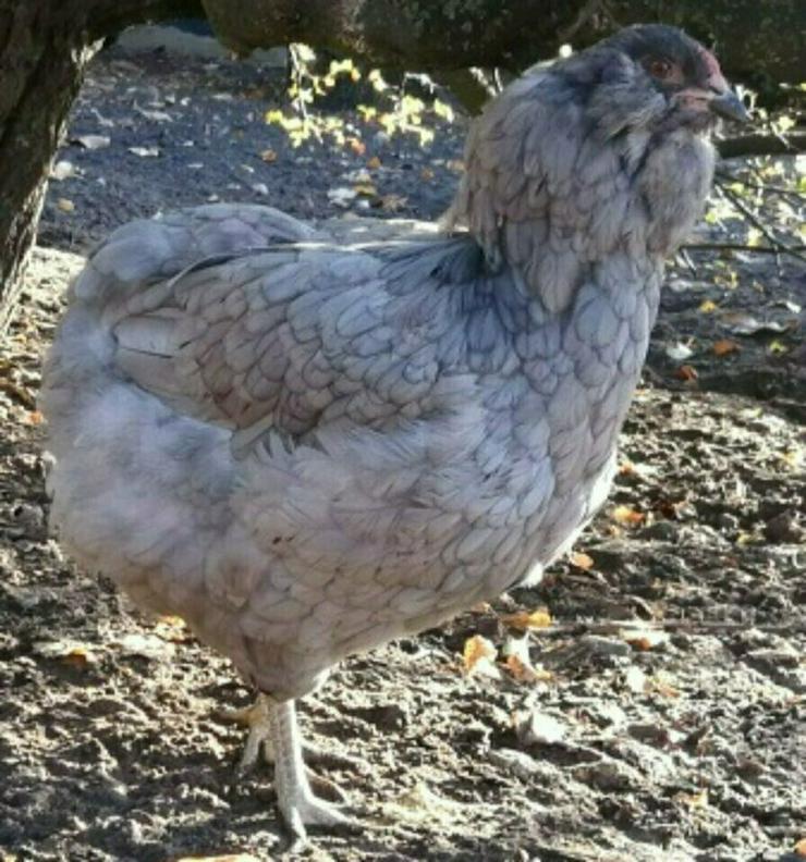Bild 11: grünleger Hühner mintgrün legend jetzt zu verkaufen geimpft entwurmt 20 Wochen jung