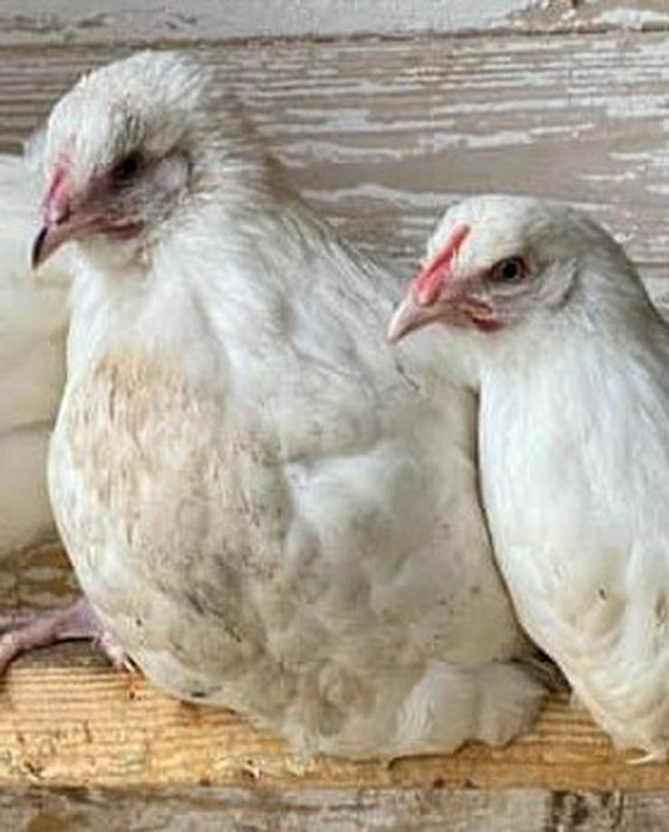 Bild 2: grünleger Hühner mintgrün legend jetzt zu verkaufen geimpft entwurmt 20 Wochen jung