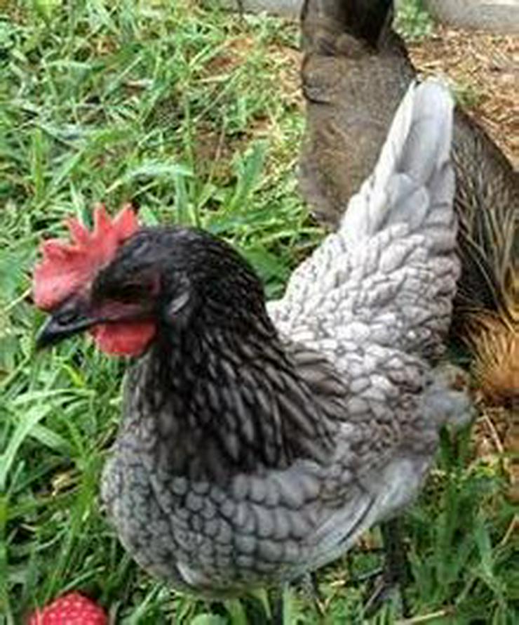 Bild 18: grünleger Hühner mintgrün legend jetzt zu verkaufen geimpft entwurmt 20 Wochen jung