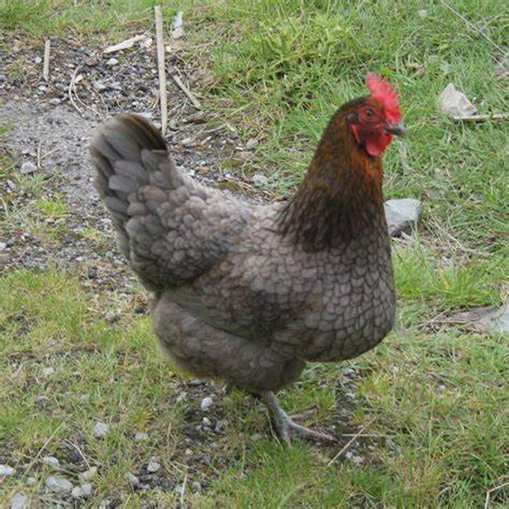 grünleger Hühner mintgrün legend jetzt zu verkaufen geimpft entwurmt 20 Wochen jung - Sonstige Nutztiere - Bild 14