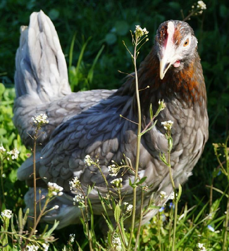 Bild 16: grünleger Hühner mintgrün legend jetzt zu verkaufen geimpft entwurmt 20 Wochen jung